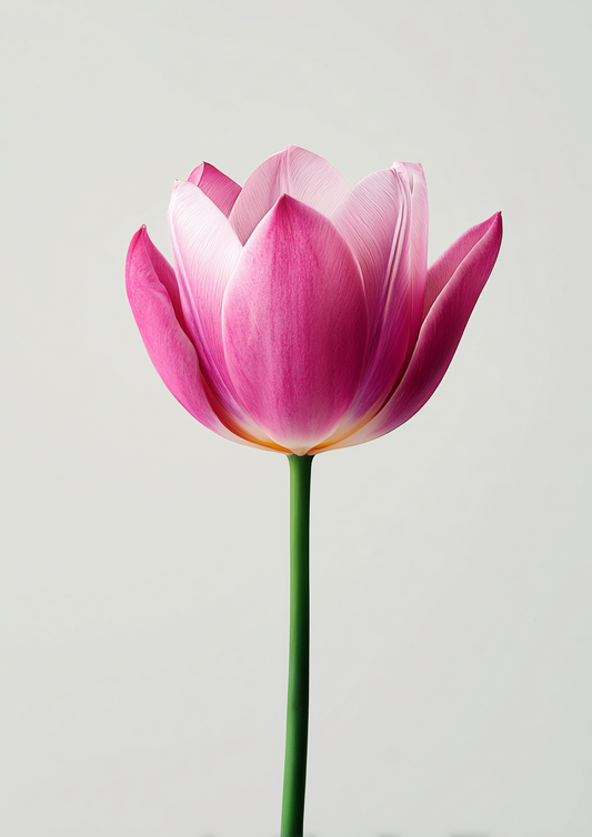 Botanical - Flowers - Tulip - A2 Print