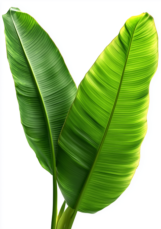 A2 botanical print featuring a detailed banana plant hyper realistic illustration. Artwork example.