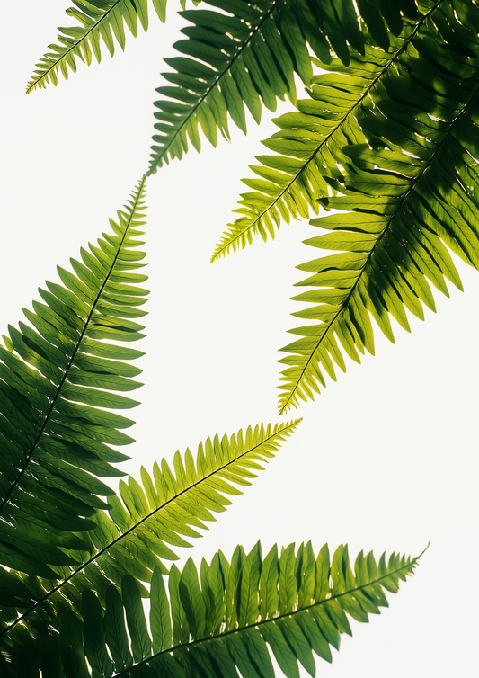 A2 wall art print showcasing minimalist fern hyper realistic illustration. Artwork example.
