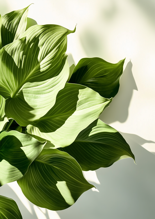 A2 botanical print featuring a lush Hosta plant hyper realistic illustration. Artwork example.