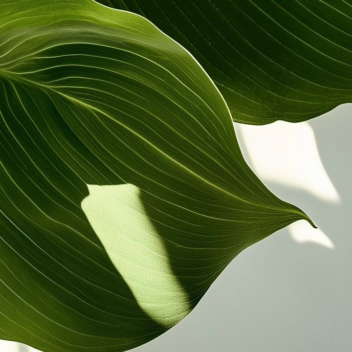 Close-up detail of A2 botanical print featuring a lush Hosta plant hyper realistic illustration.