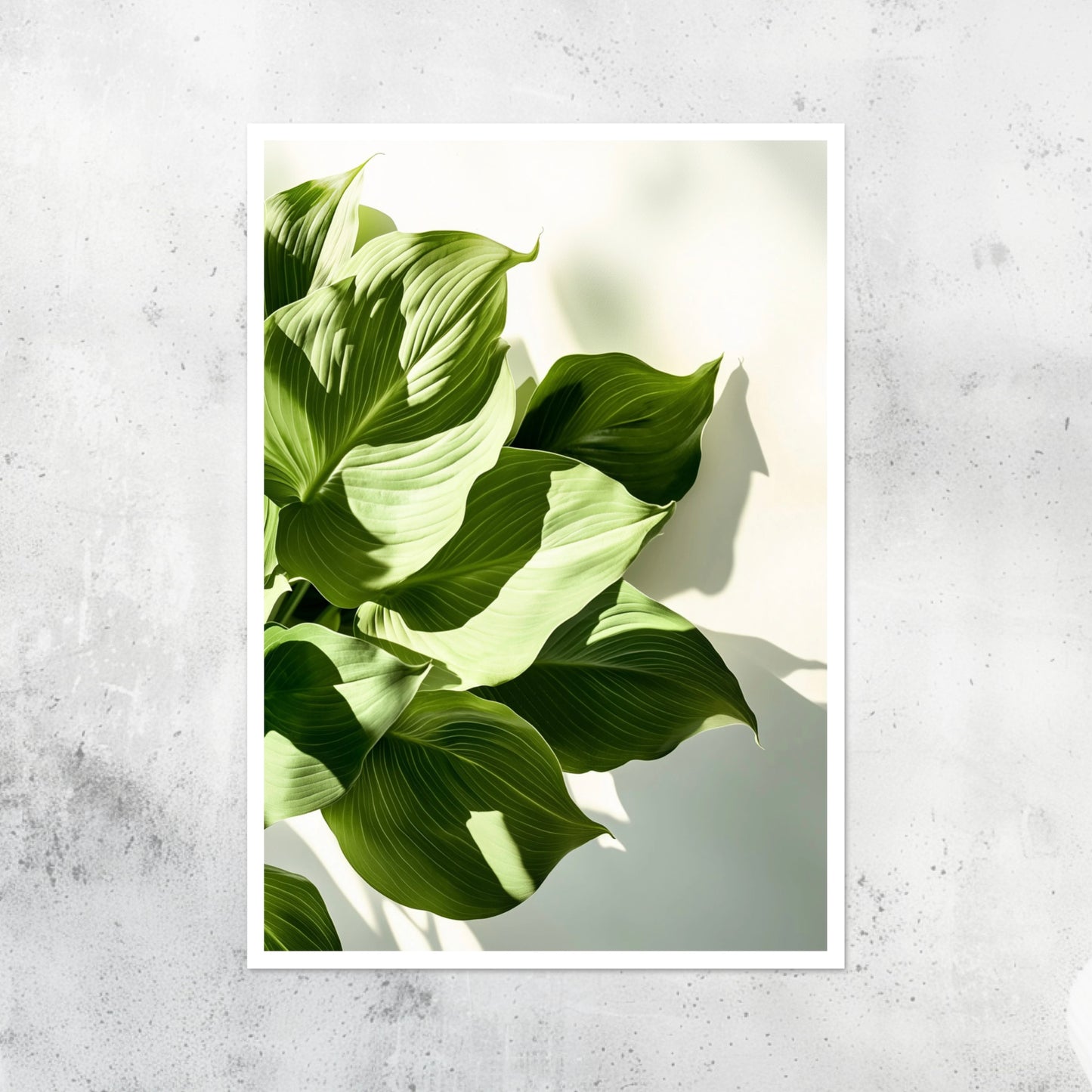 Unframed A2 botanical print featuring a lush Hosta plant hyper realistic illustration.
