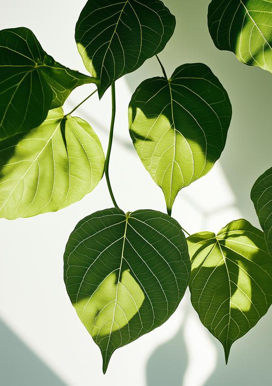 A2 wall art print of a sacred fig plant in minimalist detail. Artwork example.