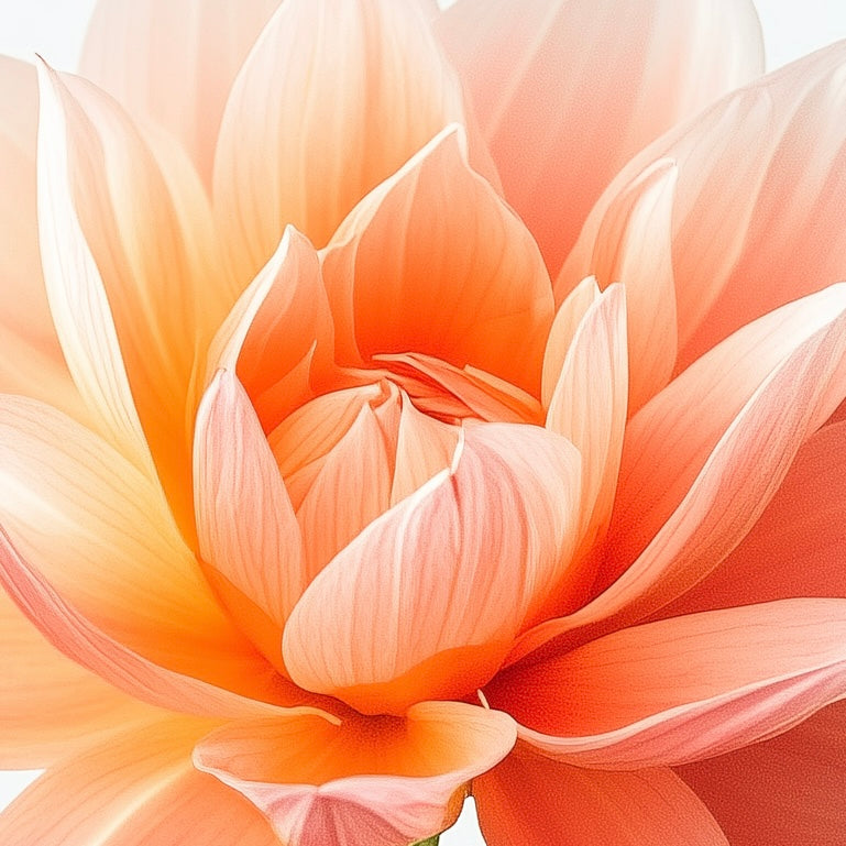 Botanical - Flowers - Dahlia - A2 Print