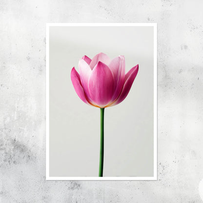 Botanical - Flowers - Tulip - A2 Print