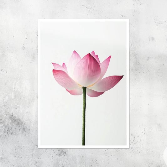 Botanical - Flowers - Pink Lotus - A2 Print