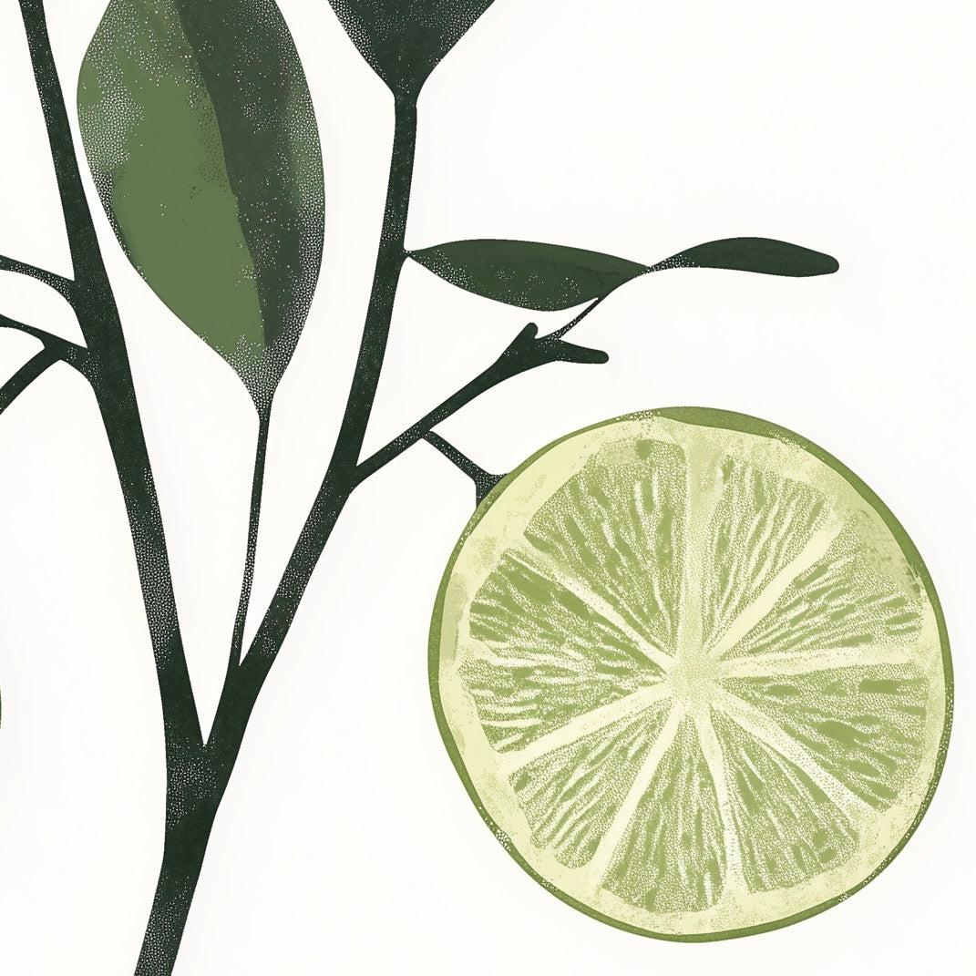 Fruit - Lime - A2 Print