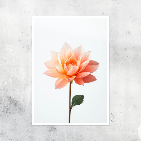 Botanical - Flowers - Dahlia - A2 Print