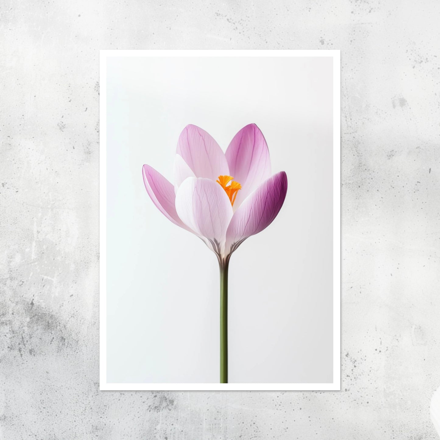 Botanical - Flowers - Crocus - A2 Print