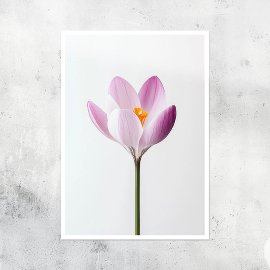 Botanical - Flowers - Crocus - A2 Print