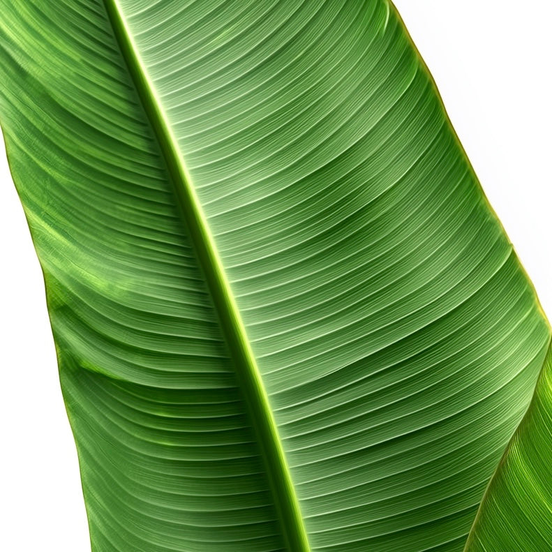 Close-up detail of A2 botanical print featuring a detailed banana plant hyper realistic illustration.