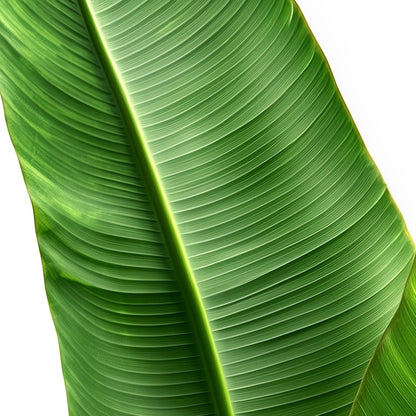 Close-up detail of A2 botanical print featuring a detailed banana plant hyper realistic illustration.
