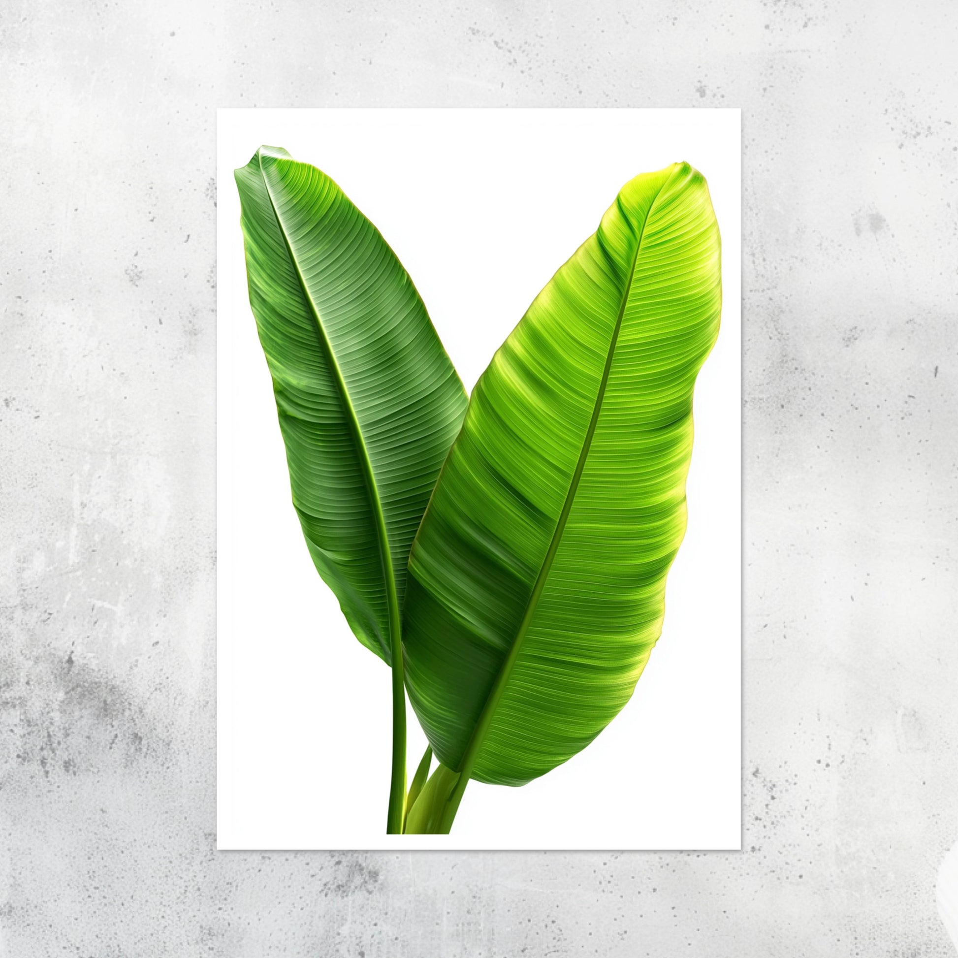 Unframed A2 botanical print featuring a detailed banana plant hyper realistic illustration.