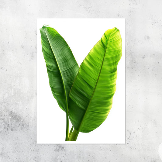 Unframed A2 botanical print featuring a detailed banana plant hyper realistic illustration.