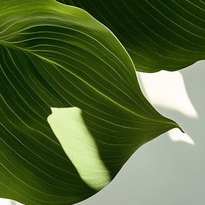 Close-up detail of A2 botanical print featuring a lush Hosta plant hyper realistic illustration.