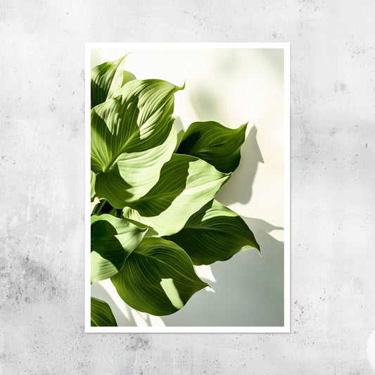 Unframed A2 botanical print featuring a lush Hosta plant hyper realistic illustration.