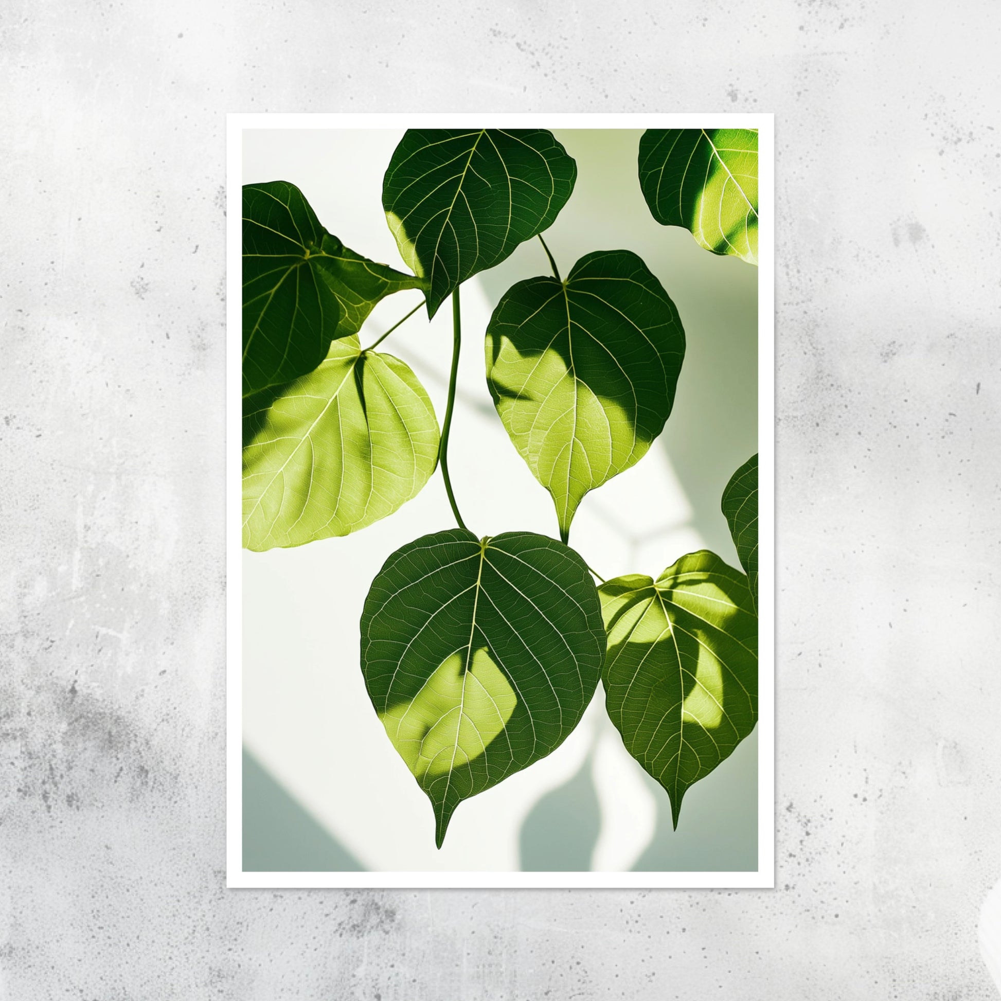 Unframed A2 wall art print of a sacred fig plant in minimalist detail.