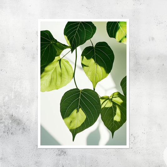 Unframed A2 wall art print of a sacred fig plant in minimalist detail.